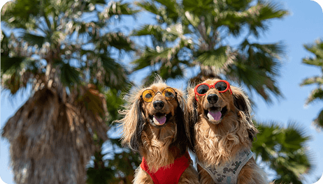 Moving to Spain With a Dog: What to Expect
