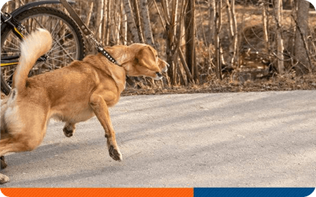 Flying With a Reactive or Anxious Dog