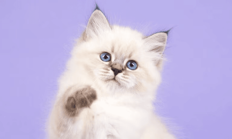 Fluffy kitten with blue eyes