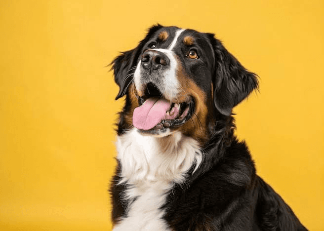 Bernese Mountain Dog ready for travel