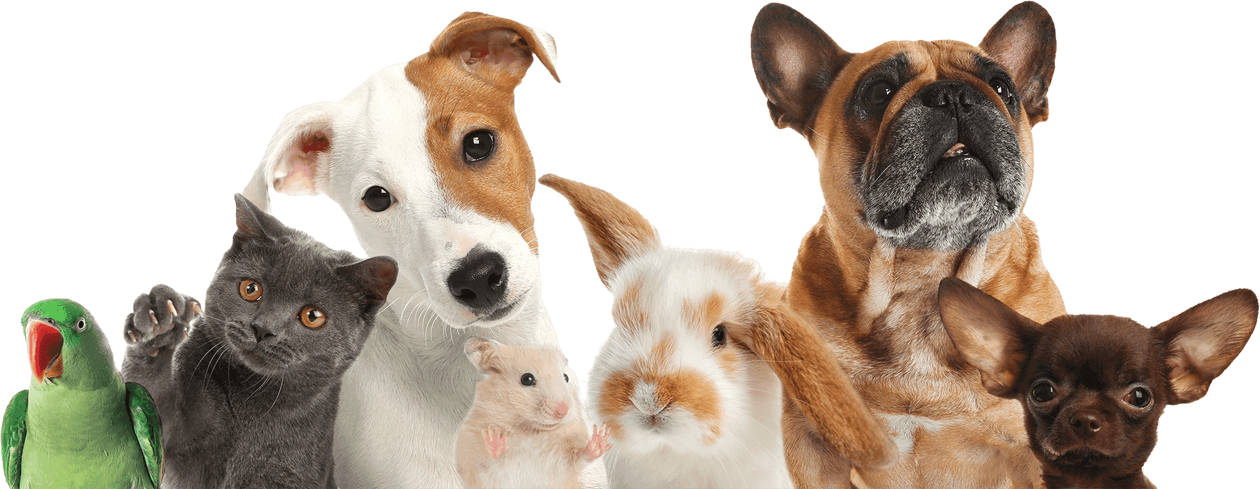 Embassy Paws family of pets