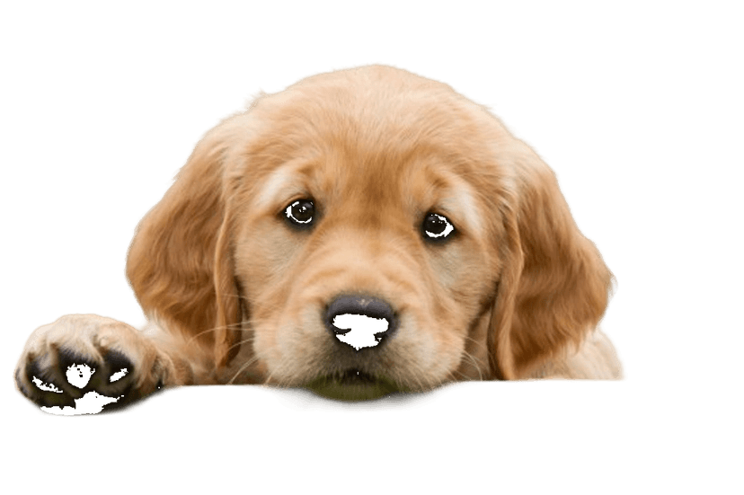 Puppy peeking over the card
