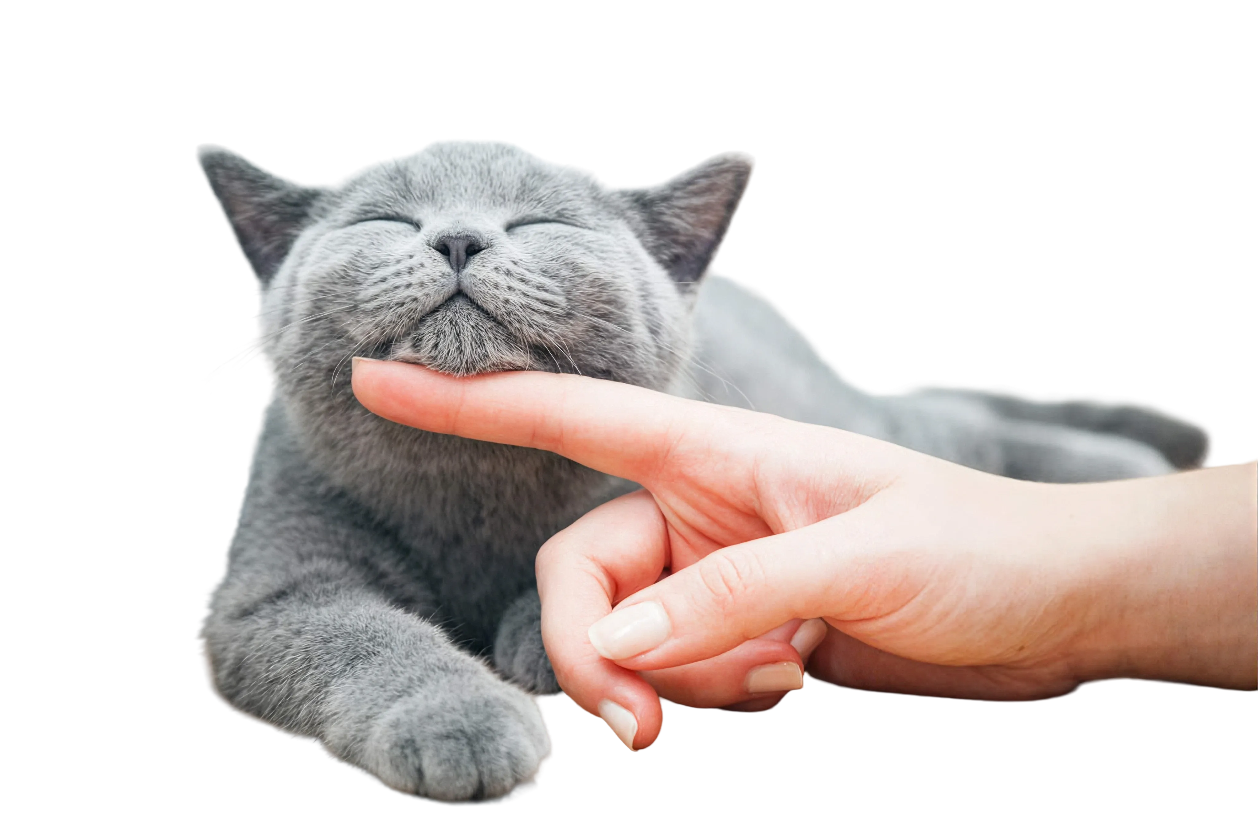 A grey cat being gently pet under the chin