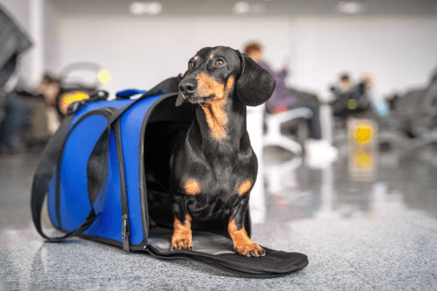 Vet & Documentation Support