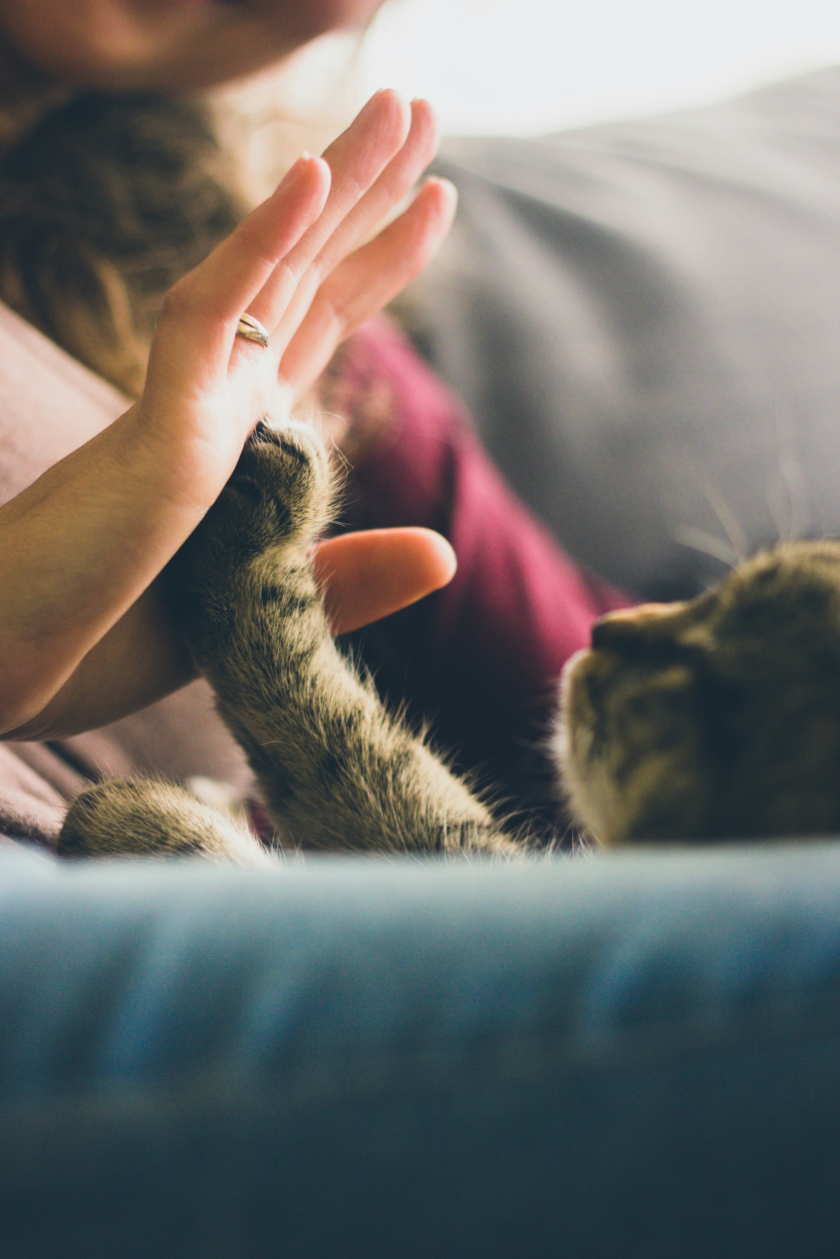 Person holding a cat's paw