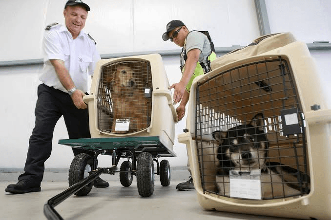 Airport Escort