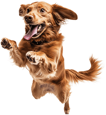 Happy jumping dog